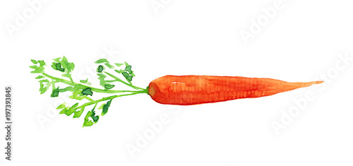 Watercolor hand drawn sketch illustration of carrot isolated on white