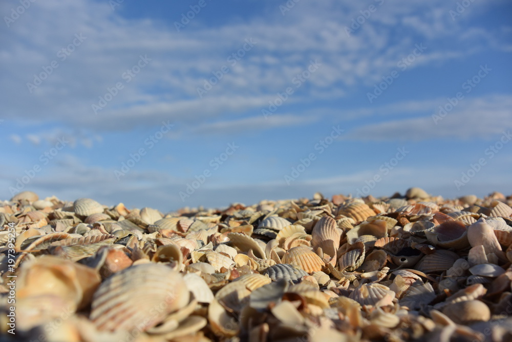 sea beach of seashells and blue sky with clouds sea beach of seashells and blue sky with clouds