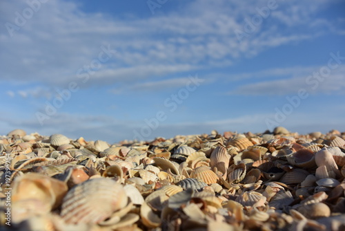 sea beach of seashells and blue sky with clouds