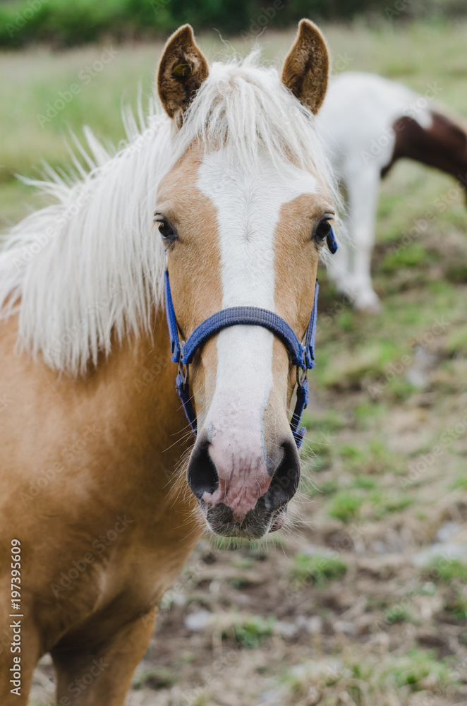 Portrait of young horse watching. Portrait of young horse watching.