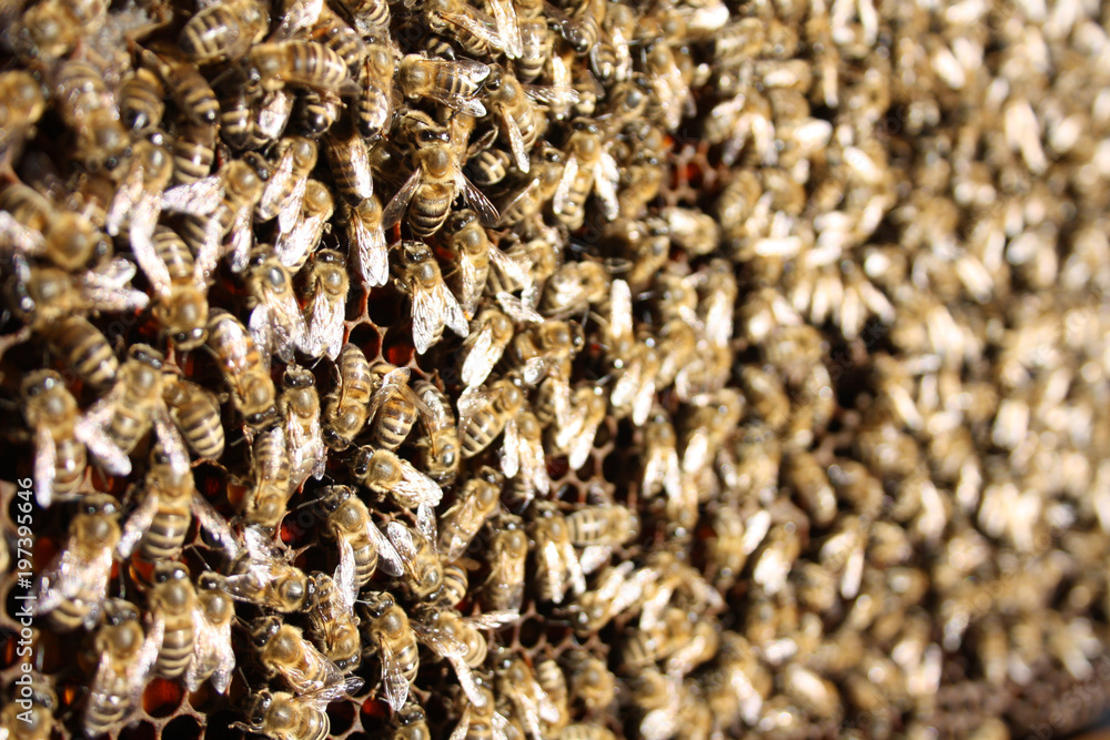busy honey bee busy honey bee
