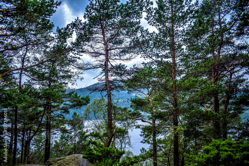 Obraz premium Ausblick meer wald