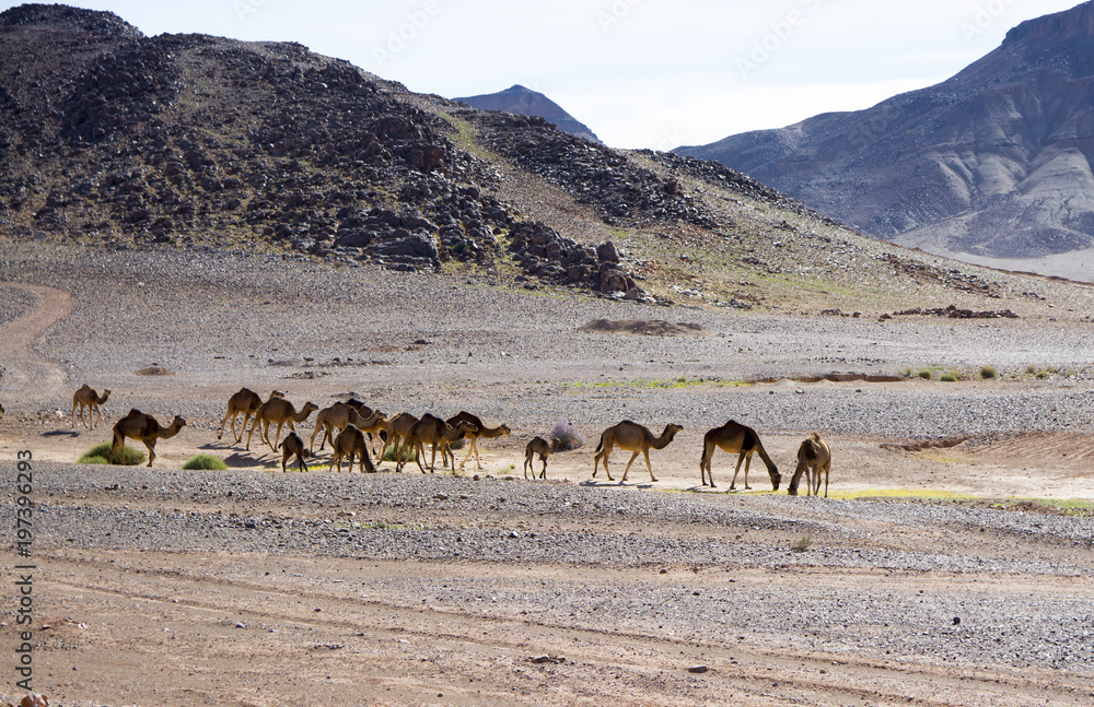 custom made wallpaper toronto digitalMaroko