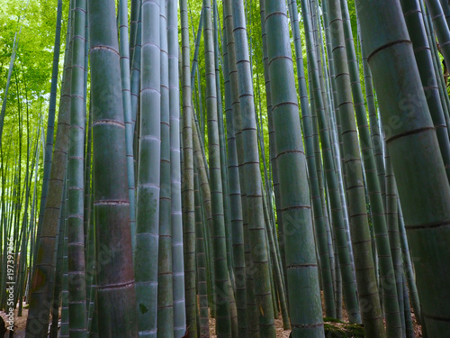 Fototapeta Naklejka Na Ścianę i Meble -  Bambus Hintergrund Wald