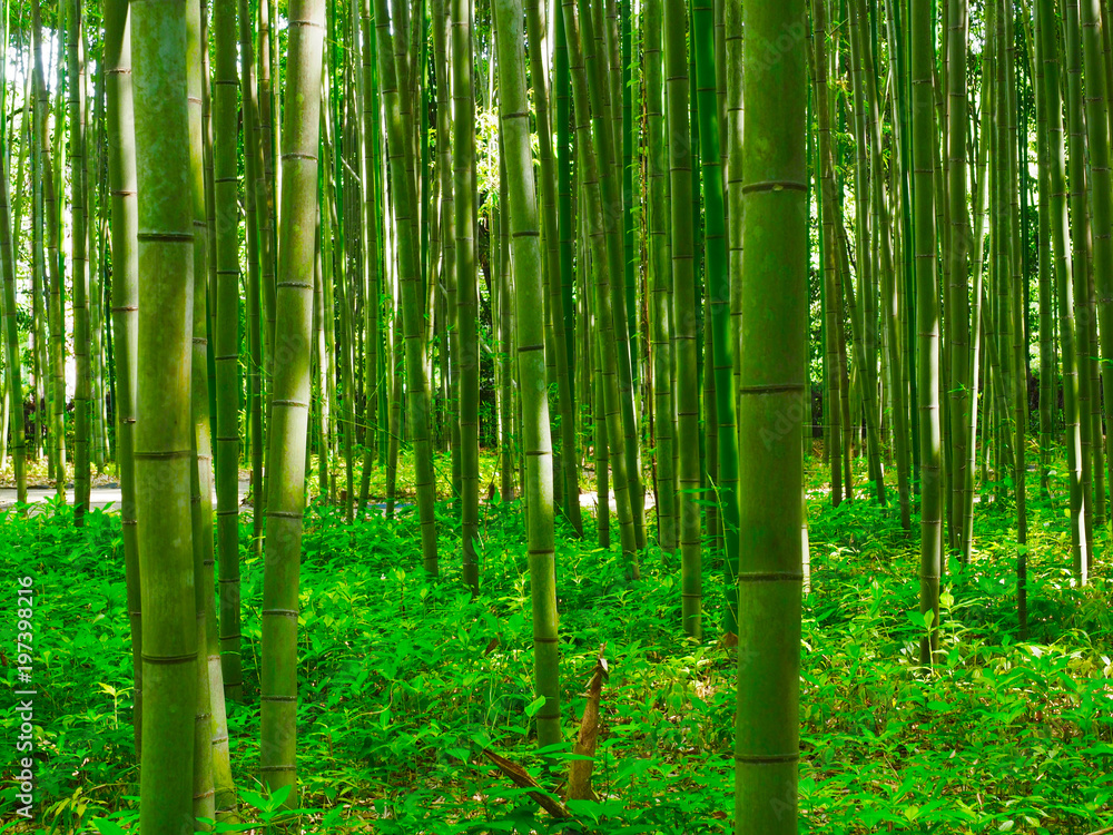 Fototapeta premium Bambus Hintergrund Wald Japan
