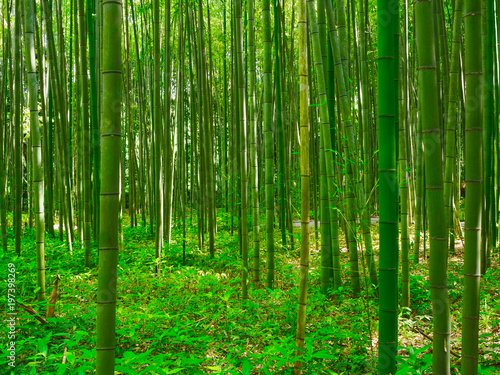 Bambus Hintergrund Grün Wald