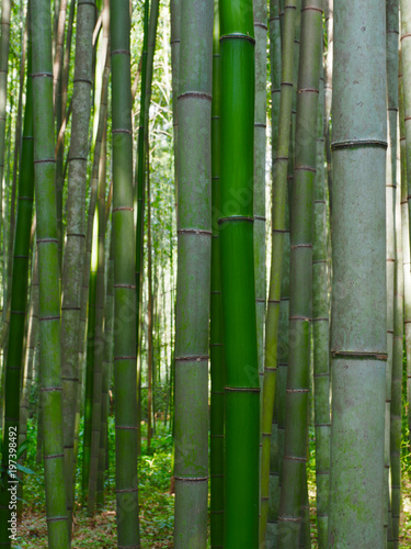 Bambus Stangen Hintergrund Wald