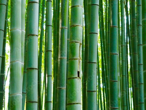 Fototapeta Naklejka Na Ścianę i Meble -  Bambus Hintergrund Wald Stangen