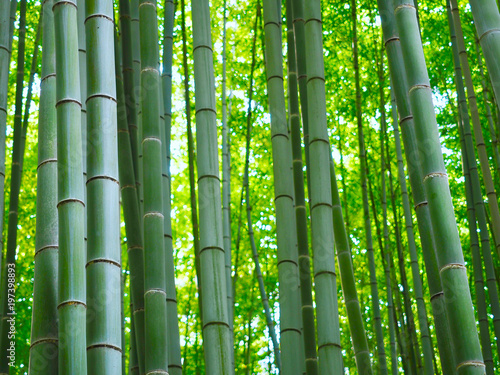 Bambus Wald Hintergrund
