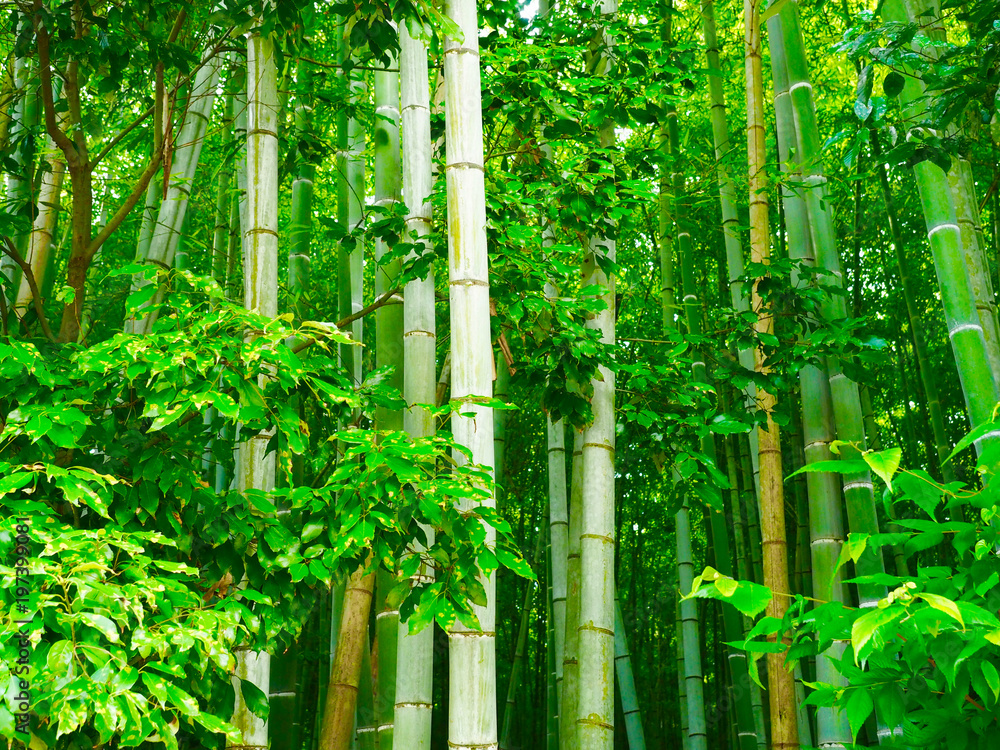 Fototapeta Bambusowy tło las