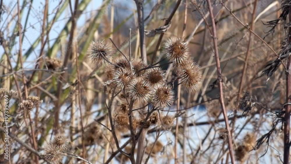 Wind rocking the dry spines of greater burdock (Arctium lappa) Wind rocking the dry spines of greater burdock (Arctium lappa)
