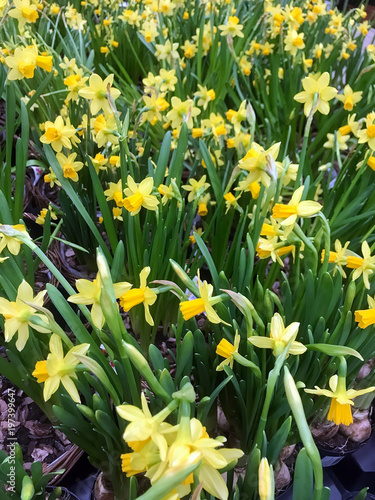 yellow beautiful daffodils