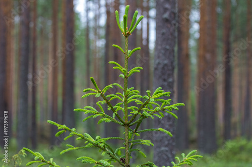 young pine on the edge of the forest