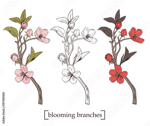 Blooming tree. Set collection. Hand drawn botanical blossom branches on white background. Vector illustration