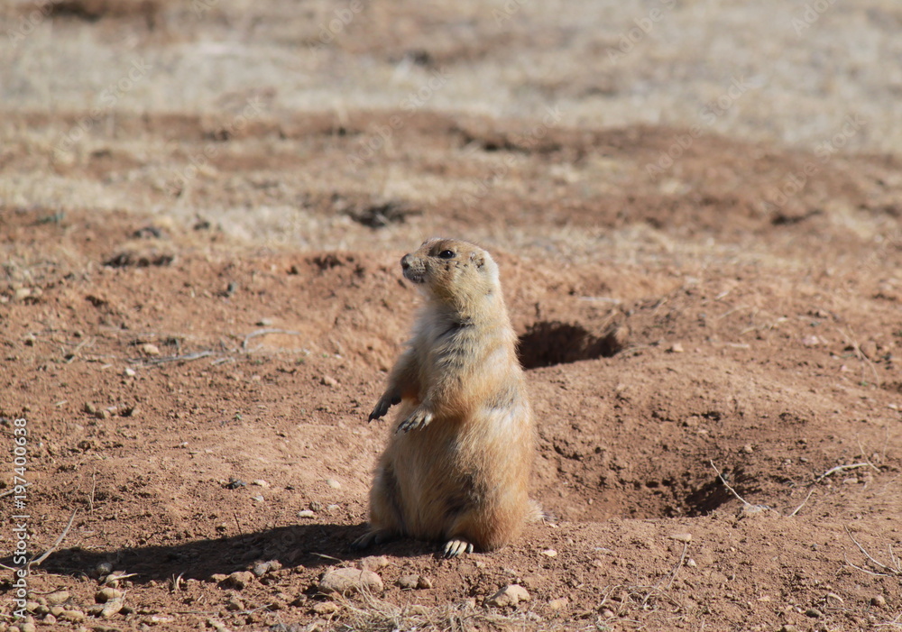 Prairie dog in the Devil's Tower National Monument area Prairie dog in the Devil's Tower National Monument area