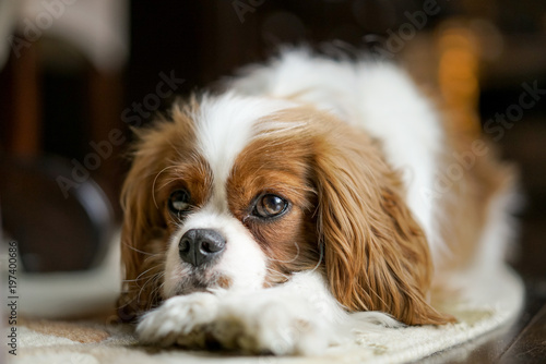 Canvas-taulu Cute Cavalier King Charles spaniel puppy dog rescue shelter