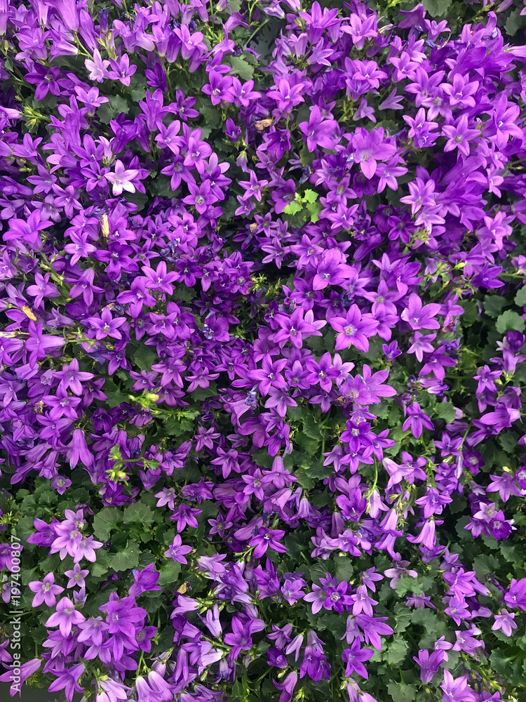 Naklejka premium colorful spring flowers