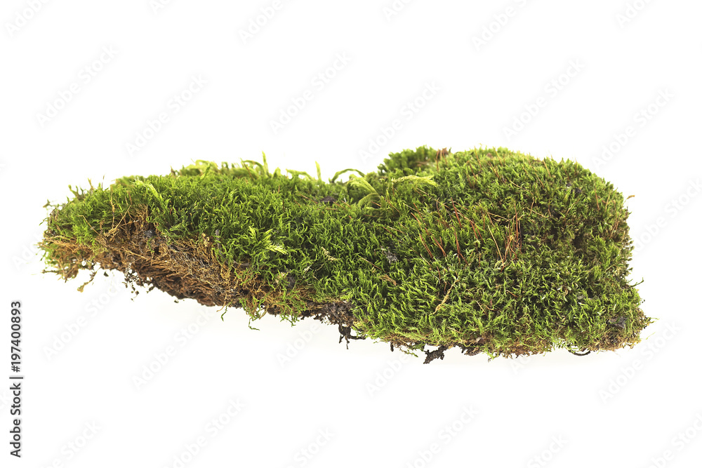 Moss isolated on white background Moss isolated on white background