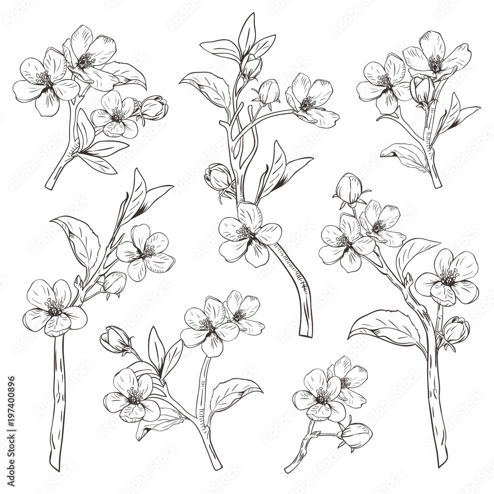 Fototapeta premium Kwitnące drzewo. Ustaw kolekcję. Ręcznie rysowane botaniczny kwiat gałęzi na białym tle. Ilustracji wektorowych