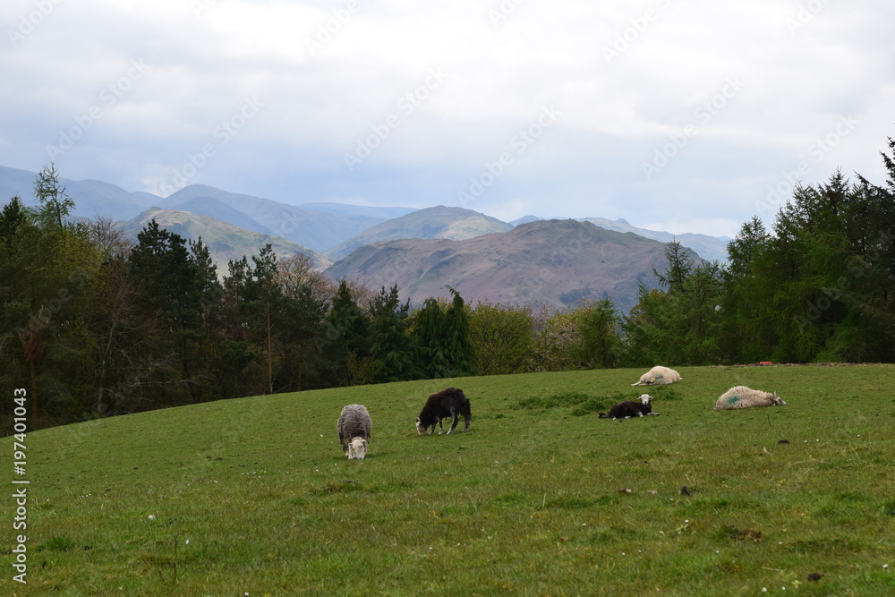Fototapeta premium Cumbrian sheep at the top of the valley.