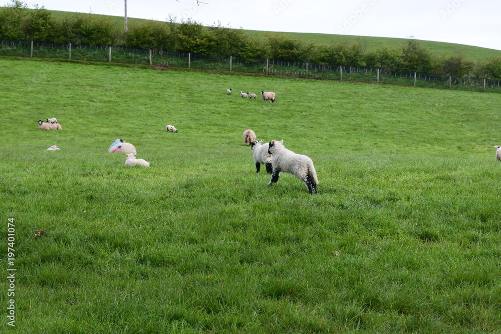 Fototapeta premium Baby lambs in the field