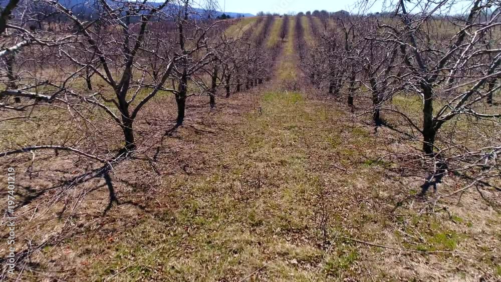 Very low aerial camera moving through a row of apple trees on a sunny winter day. Very low aerial camera moving through a row of apple trees on a sunny winter day.