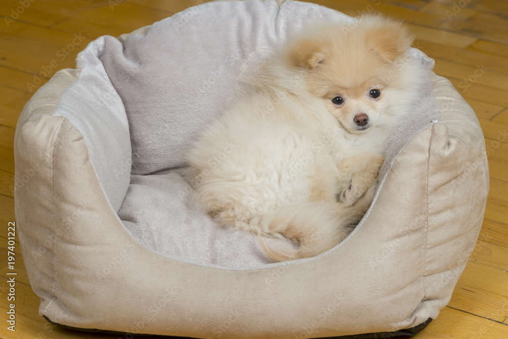 Small pomeranian in dog bed Stock Photo | Adobe Stock