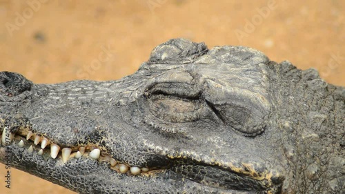 Dwarf crocodile opening her eye -  Osteolaemus tetraspis photo