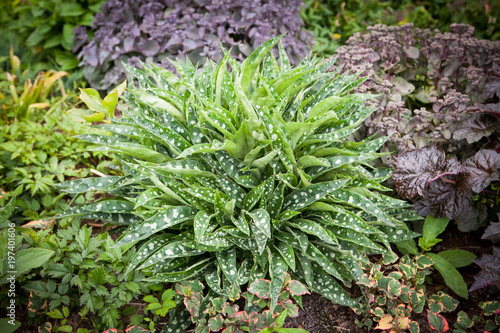 Pulmonaria saccharata in the garden