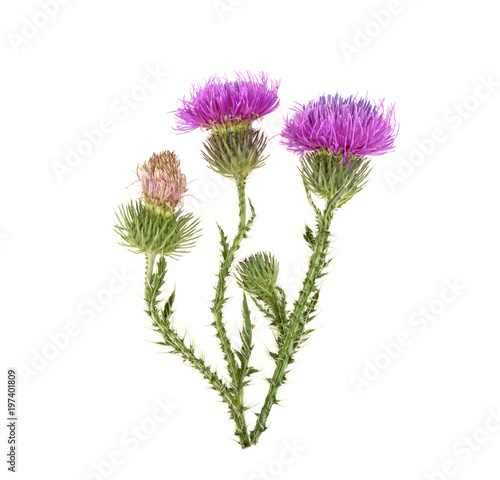 medicinal plant with spines and purple flowers on a white background