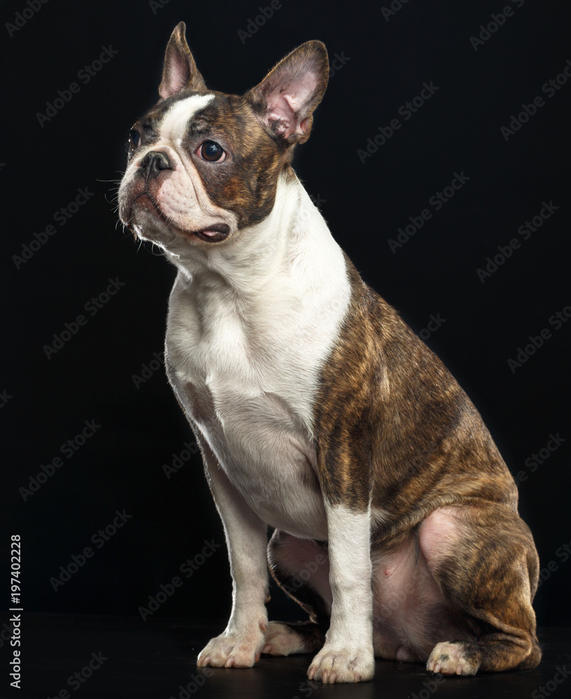 Boston Terrier Dog on Isolated Black Background 