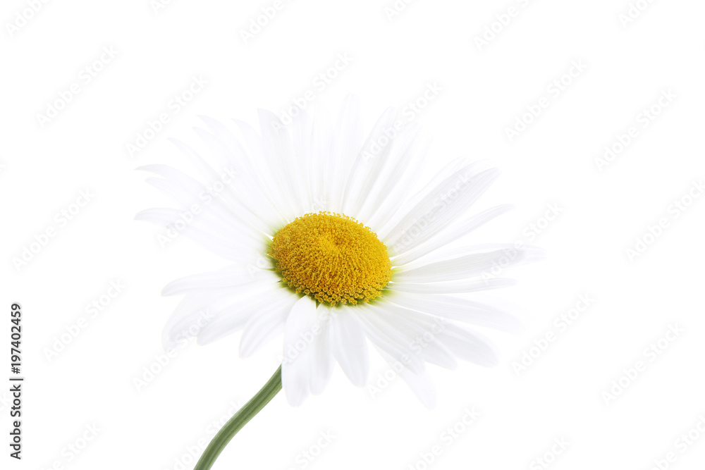 Fototapeta premium Chamomile flower isolated on white background