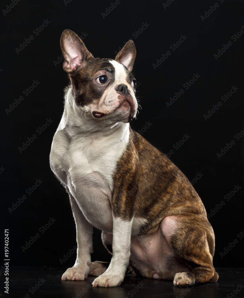 Boston Terrier Dog on Isolated Black Background Boston Terrier Dog on Isolated Black Background