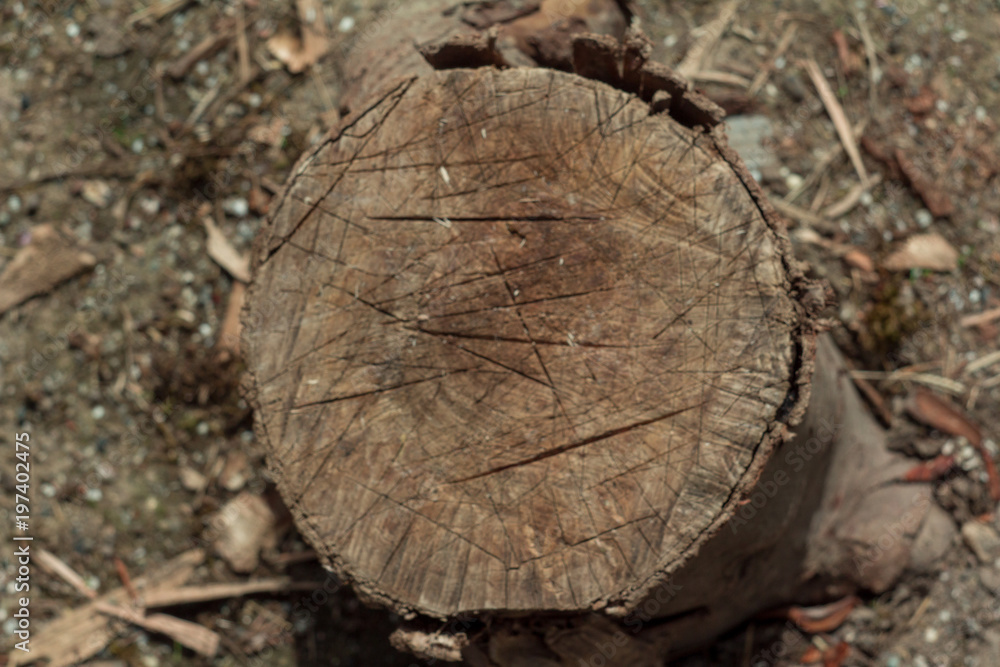 block for the ax with traces of blows with an ax in the countryside in summer block for the ax with traces of blows with an ax in the countryside in summer