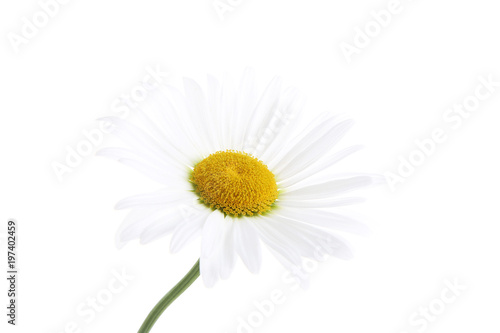Fototapeta Naklejka Na Ścianę i Meble -  Chamomile flower isolated on white background