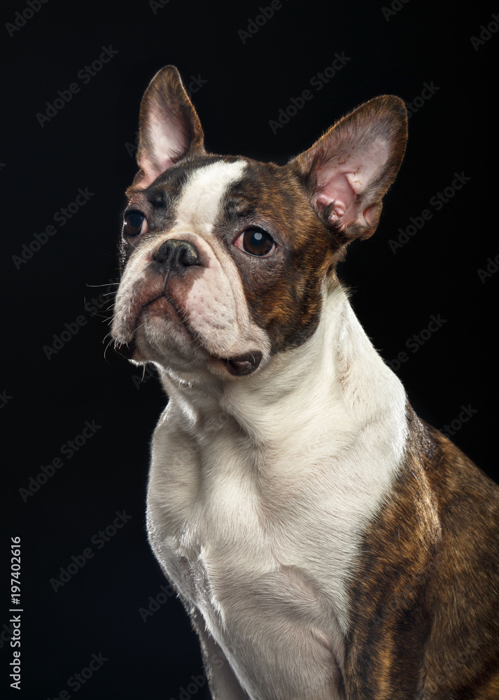 Boston Terrier Dog on Isolated Black Background 