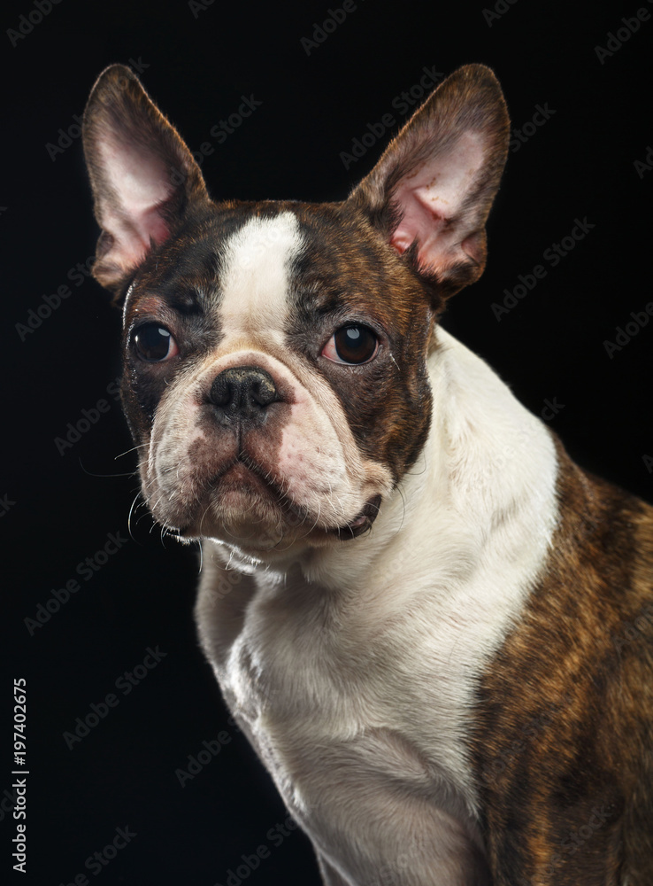 Boston Terrier Dog on Isolated Black Background 