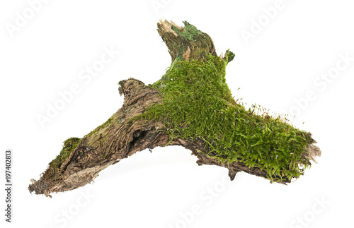 forest moss growing on old wood on a white background