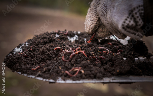  Californian worm doing fertilizer.