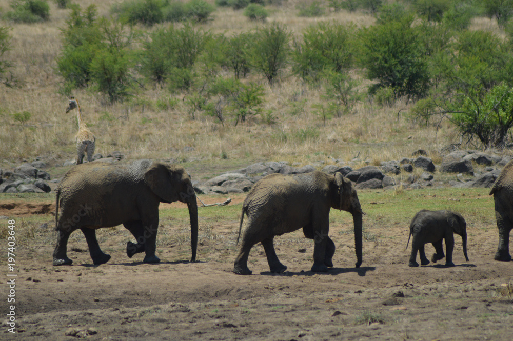A family of Elephants in Kruger National Park drinking water from a dam A family of Elephants in Kruger National Park drinking water from a dam