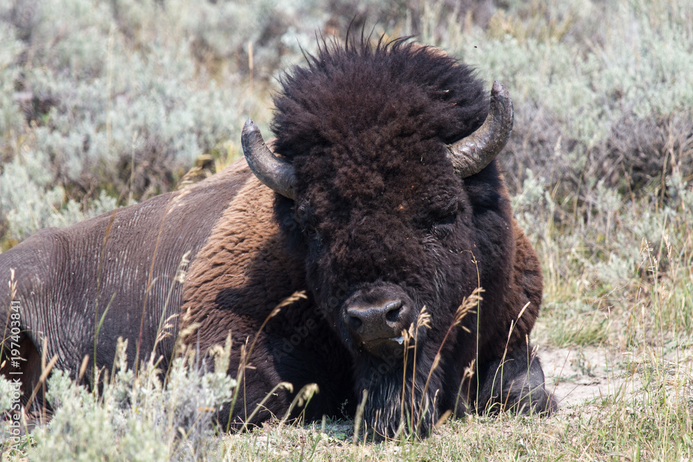 Bison 3