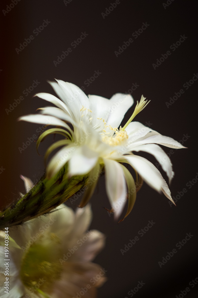 Fototapeta premium Cactus echinopsis tubiflora