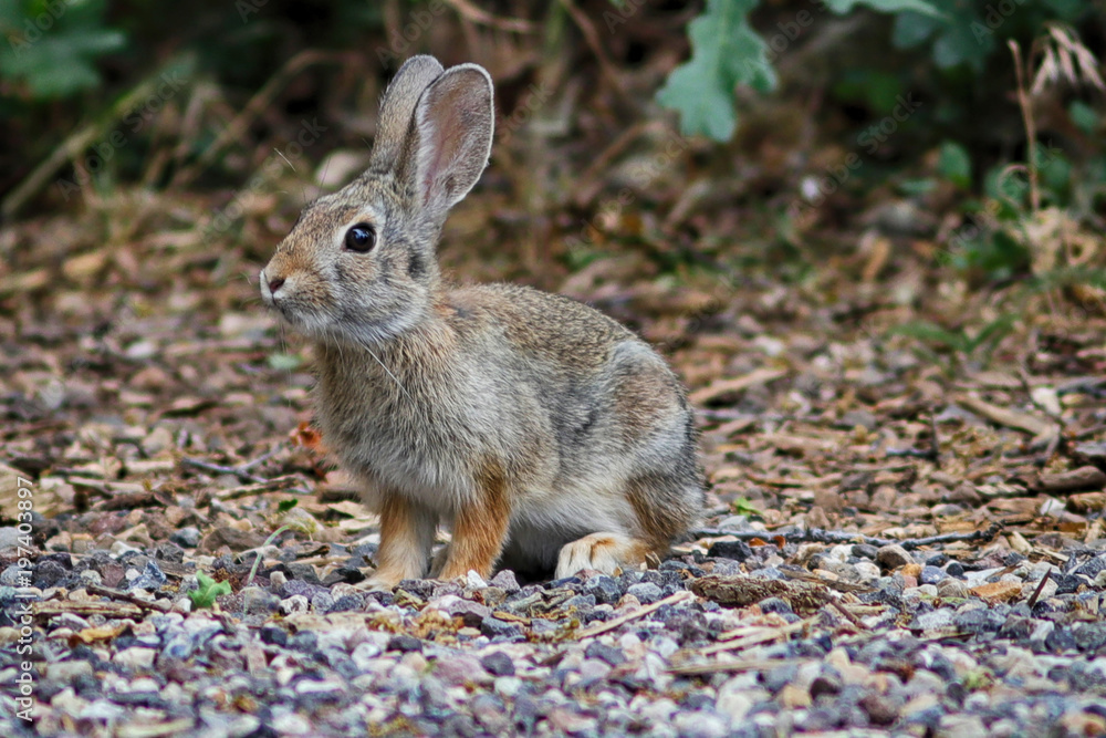 An alert rabbit sits ready to spring away. An alert rabbit sits ready to spring away.