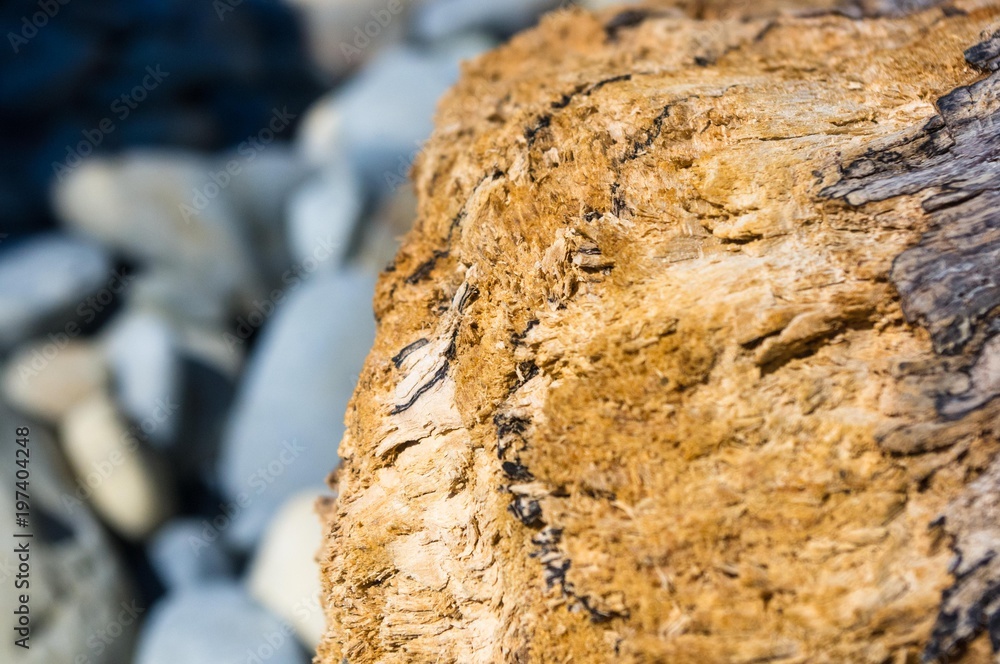 driftwood, washed up by the sea on a pebble beach driftwood, washed up by the sea on a pebble beach