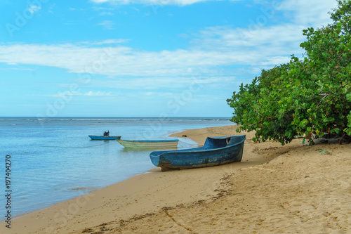 wooden boats on the beach with green plants