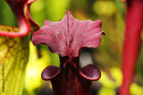 Sarracenia Rouge Plante Carnivore