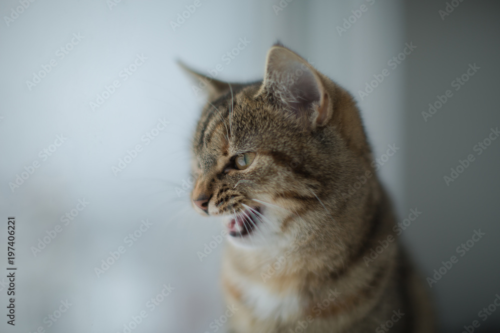 Angry cat portrait photo