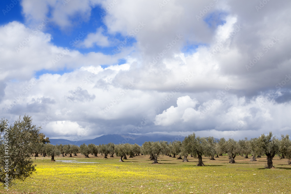 Fototapeta premium Olivos