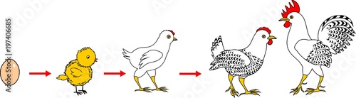 Life Cycle of Chicken. Stages of chicken growth from egg to adult bird