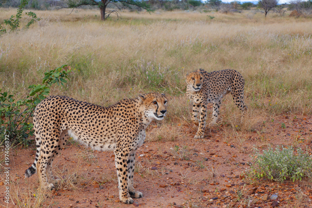 Fototapeta premium Beautiful cheetah. Botswana, Africa.
